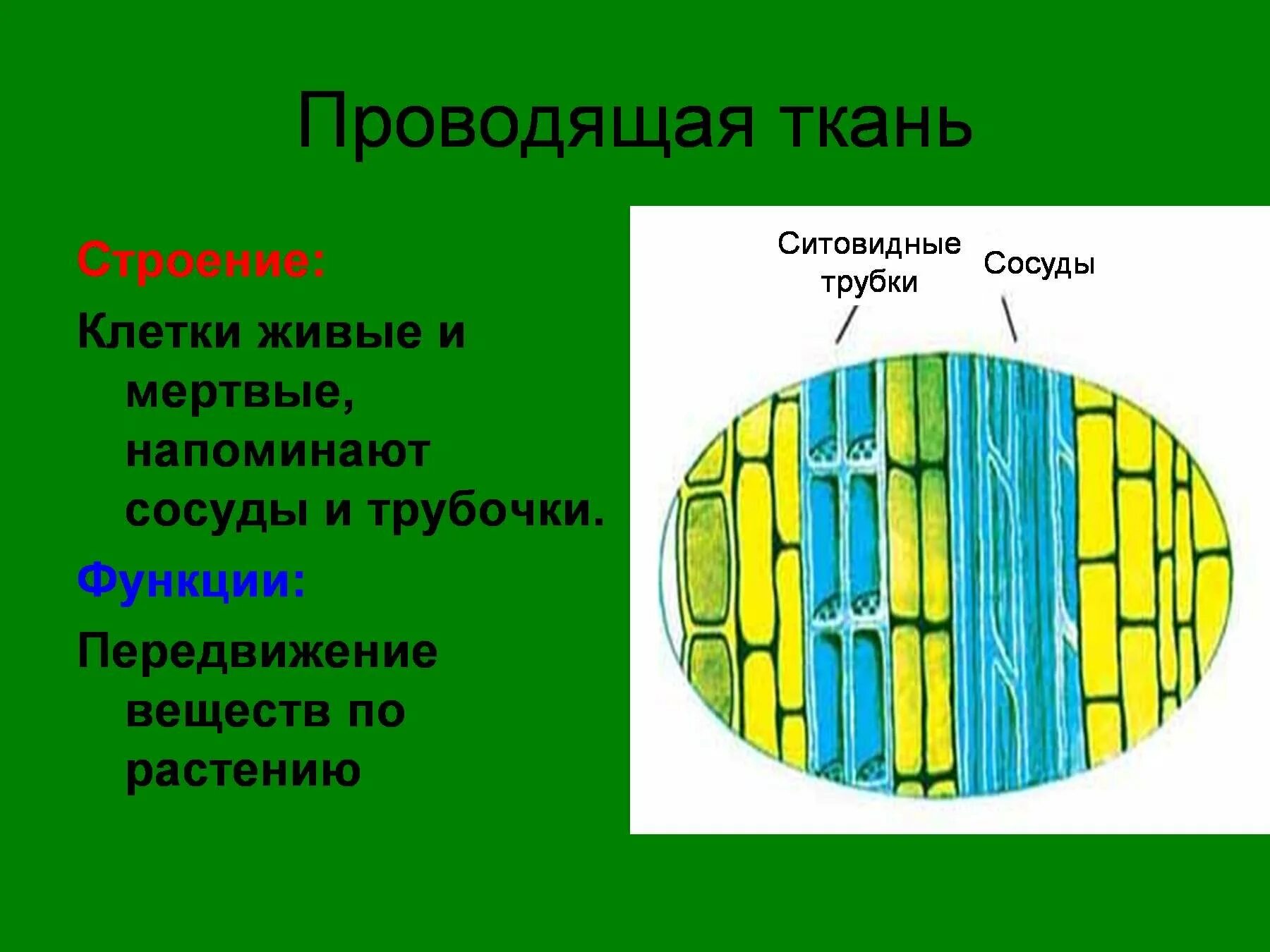 Строение живой ткани. Ситовидные трубки проводящей ткани растений. Проводящая ткань растений рисунок строение. Строение клеток проводящей ткани растений. Клеточное строение проводящей ткани состоит из.