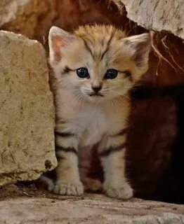 Песчаный кот