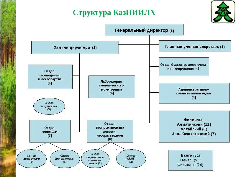 Квалификация лесного хозяйства. Лесное хозяйство презентация. структура отрасли лесного хозяйства. лесоводство презентация. структура лесоведения.