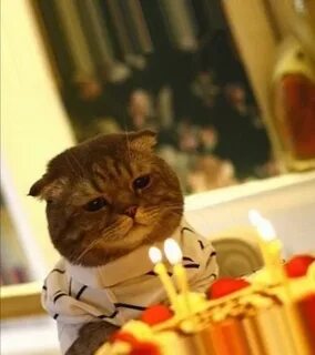 Кот ведь