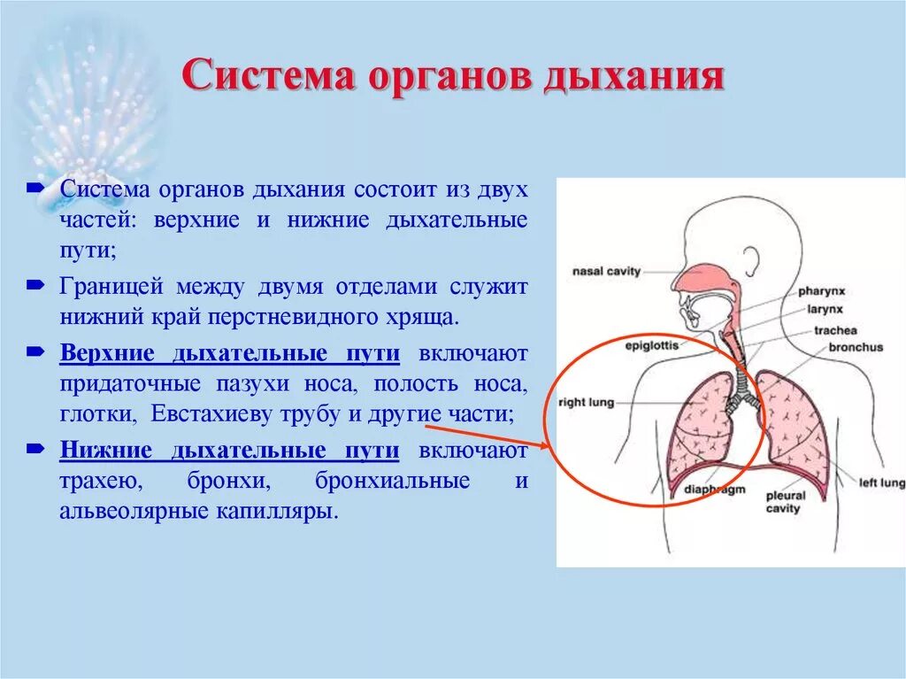 Дыхание и память 18 глава