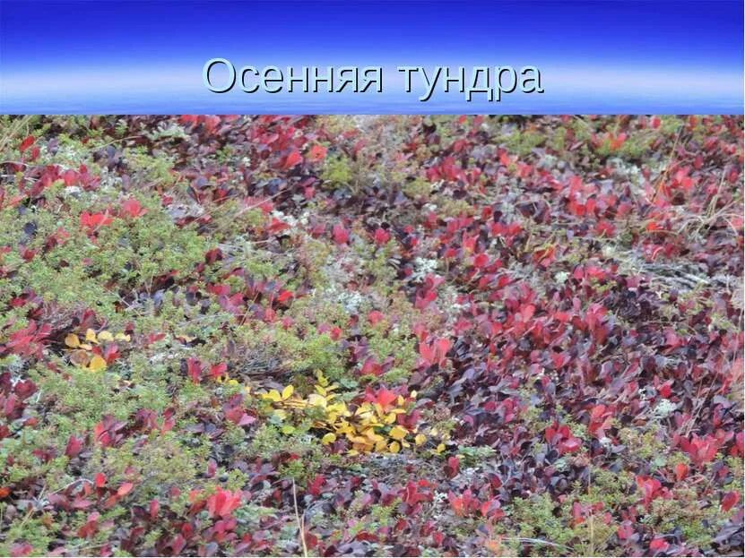 Зона тундры задания. Растения тундры в евразии. травы тундры. растения тундры слайд. цветы тундра презентация.