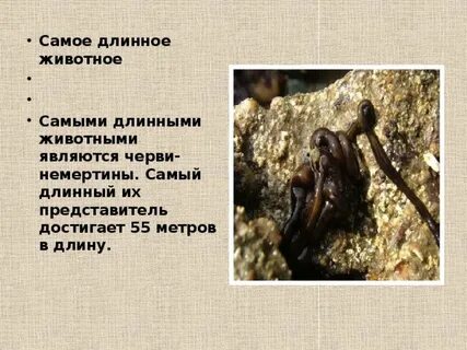 Самое длинное животное