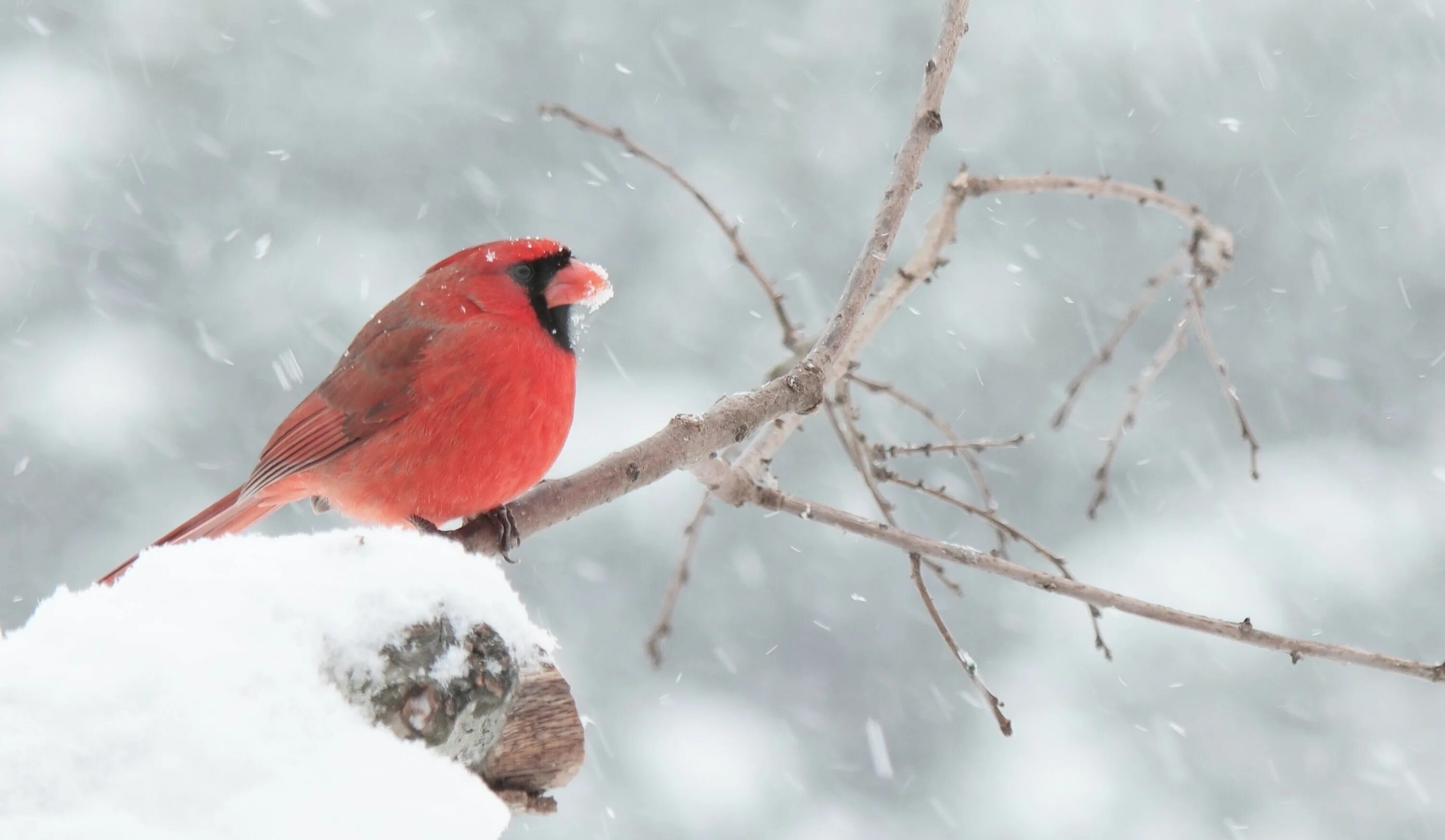 Красные зимние птицы. Красный Кардинал ред. Красная зимняя птица. Зимние птицы красного окраса. Красная птица зимой.