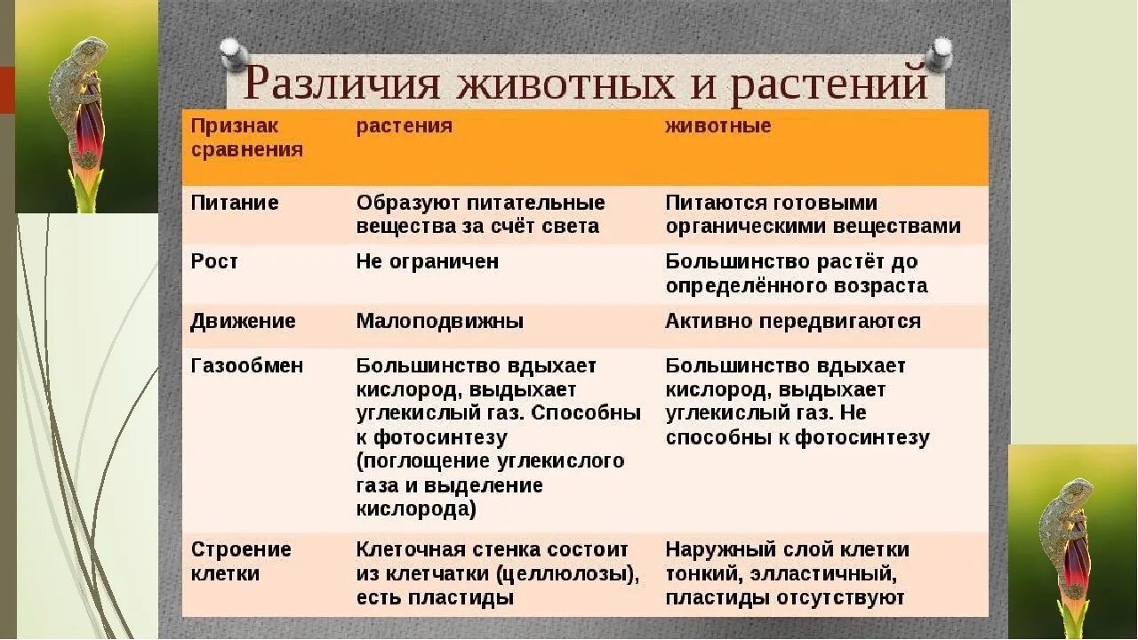 Различие между растительной. Сходство и различие животных и растений биология 7 класс таблица. Различия растений и животных 7 класс в таблицах биология. Сходства и отличия растений и животных таблица. Отличие животных от растений таблица 9 класс.