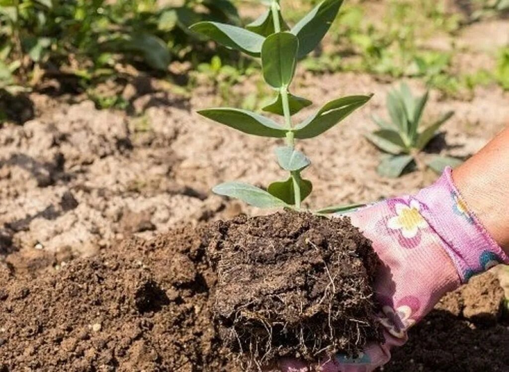 Высадка цветов в открытый грунт. Эустома куст. Эустома в грунте. Посадка эустомы в грунт. Эустома пересадка рассады.