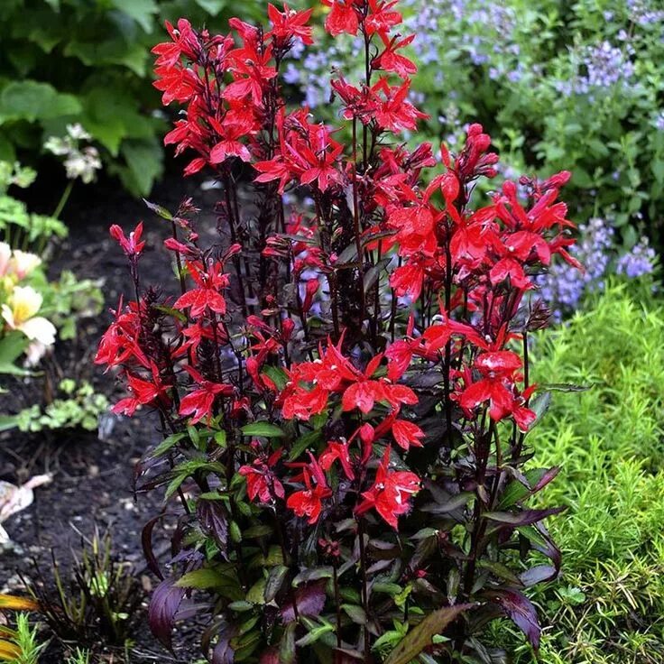 Однолетние лобелии Container plants, Plants, Garden