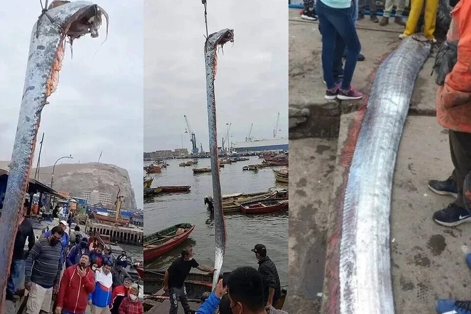Рыба судного дня почему