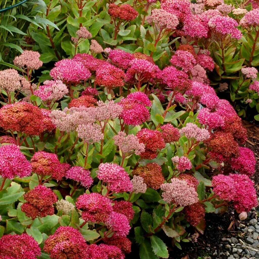 Очитки садовые. Очиток Видный (Sedum spectabile). Очиток Видный (Sedum spectabile `Carmen`). Очиток Видный (Sedum spectabile `Brilliant`).