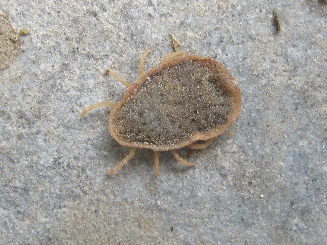 Красный куриный клещ Dermanyssus gallinae. Птичниковый клещ (Dermanyssus gallinae). Пластушка куриный клещ. Клещи фото и борьба с ними