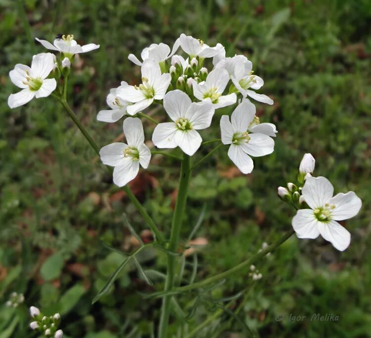 сердечник (cardamine). сердечник белый. сердечник луговой. Cardamine leucantha. Cardamine amara l.