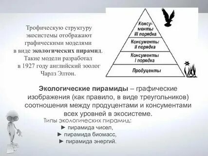 Трофические уровни первичной продукции
