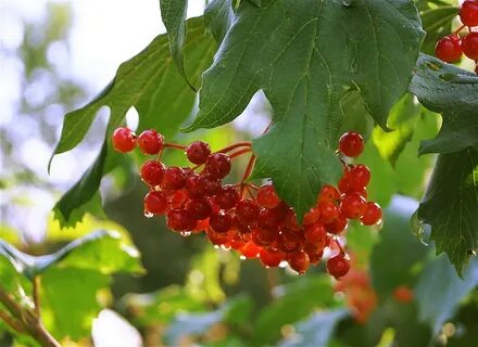 Черным калина красная