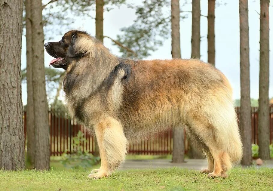 Название крупных собак. Леонбергер. Порода собак Леонбергер. Порода собаки Домбергер. Немецкая порода собак Леонбергер.