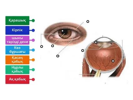 Қырынған письки HD xxx