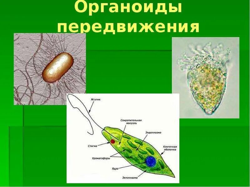 Постоянное движение клетки органоиды движения. Органоиды передвижения. органоиды движения в клетках растений. органоиды движения рисунок. органоиды движения строение.