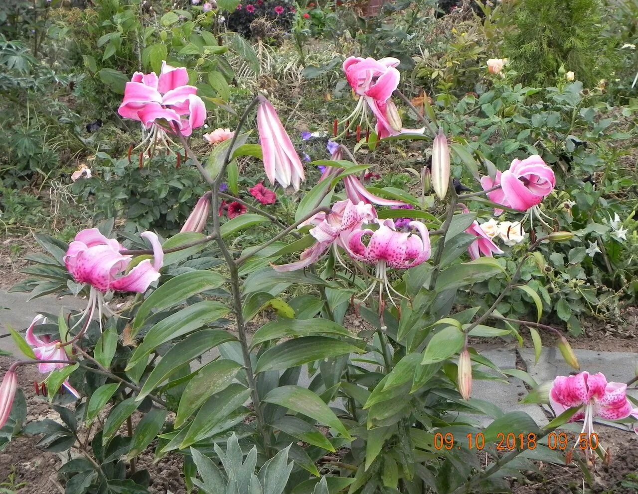 Лилия прекрасная рубрум. Лилия speciosum rubrum. Лилия видовая прекрасная рубрум. Видовая Лилия speciosum rubrum. Лилия рубрум Учида видовая.