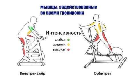 Мышцы на велотренажере