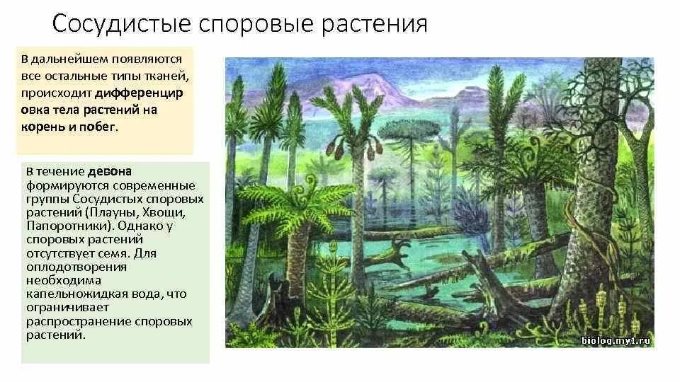 Пример ароморфоза у голосеменных