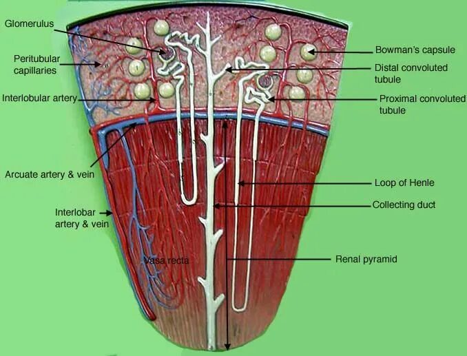 Labeled as. Ствол генле анатомия. loop of henle. крипты генле. kidney anatomy diagram labeled.
