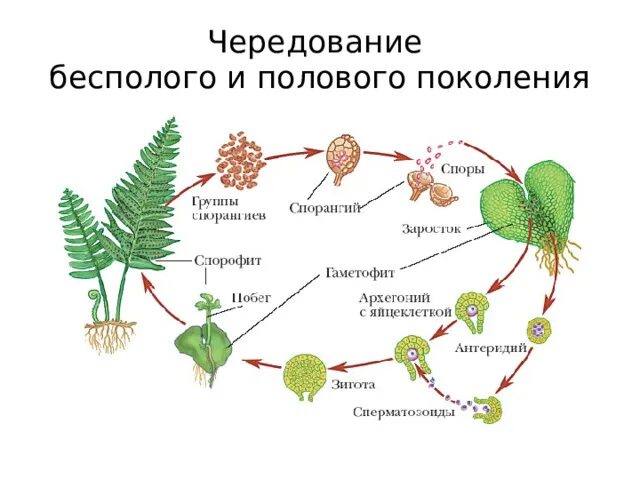 Как происходит половое бесполовое размножение у папоротников. Размножение папоротников схема. споровое размножение папоротников. бесполое поколение папоротника. размножение папоротников 6 класс биология.