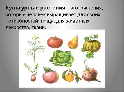 Сорта культурных растений 2 класс рабочая тетрадь