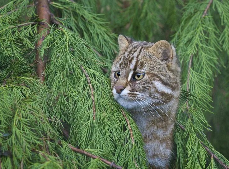 Cats-Kittens animalgals Page 41 Wild cats, Cat species, Cats