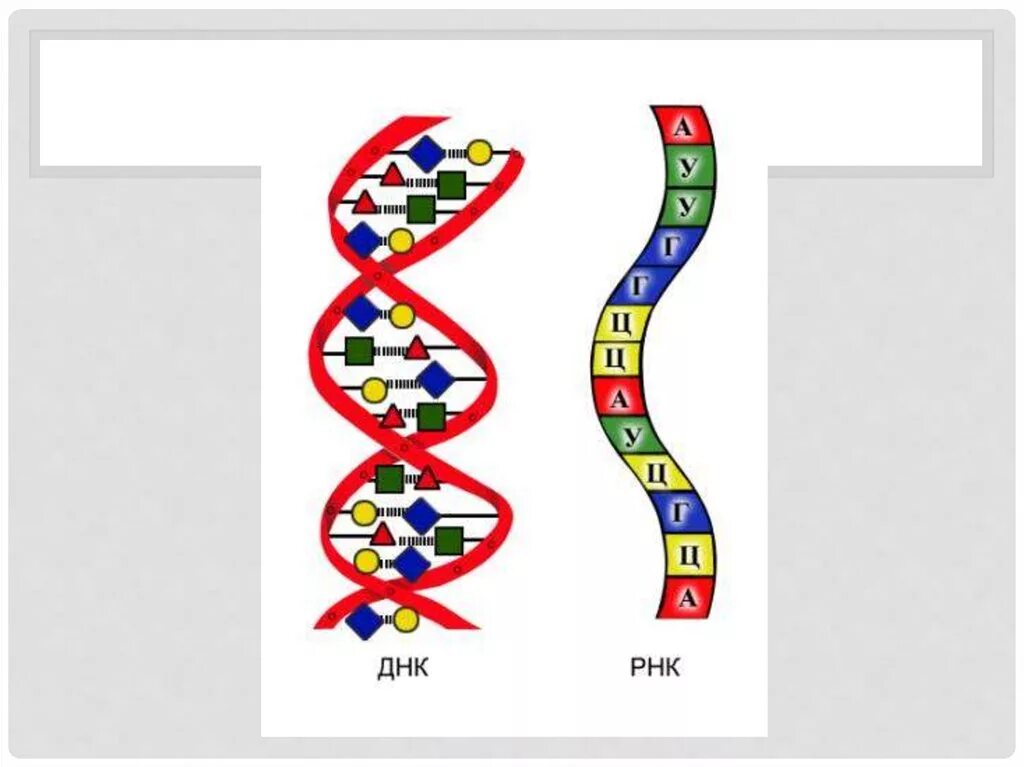 РНК одноцепочечная молекула. Одноцепочечная структура РНК. Двухцепочечная молекула РНК. Одноцепочечная ДНК И РНК. Рисунок молекулы рнк