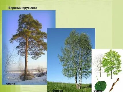 Верхний ярус