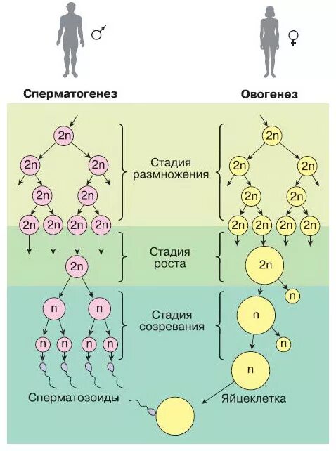 Сколько хромосом в яйцеклетках шимпанзе. Схема процесса сперматогенеза. Фазы гаметогенеза схема. Образование половых клеток сперматогенез овогенез. Схема процессов сперматогенеза и овогенеза.