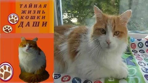 Кот фикс