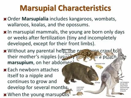 But mammals