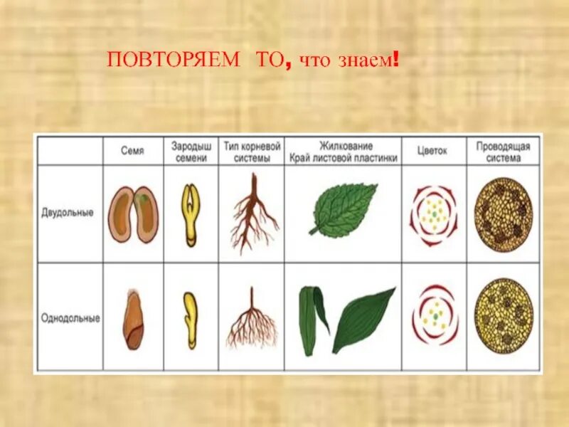 Признаки отличающие однодольные от двудольных. Двудольные растения. Однодольные и двудольные растения. Однодольные и двудольные растения 6 класс биология. Схема классов растений Однодольные и двудольные.