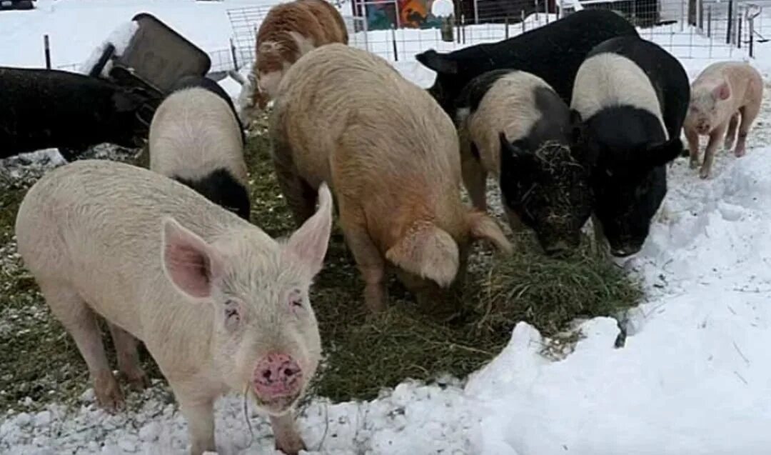 Свинья зимой. Свинка зимой. Свиньи зимой. Свиньи зимой. Свинка в снегу.