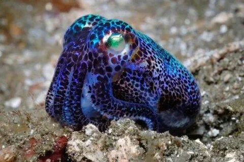 Окрасы морских