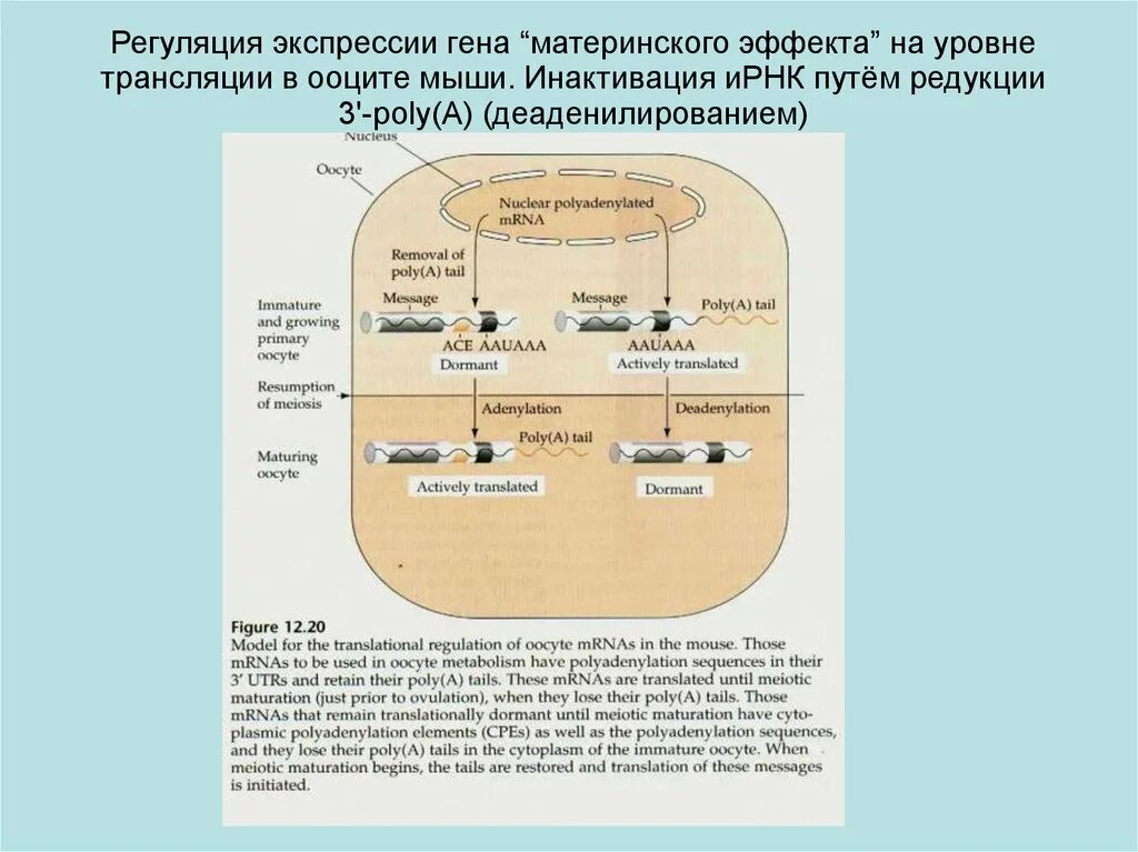 Трансляция какой уровень