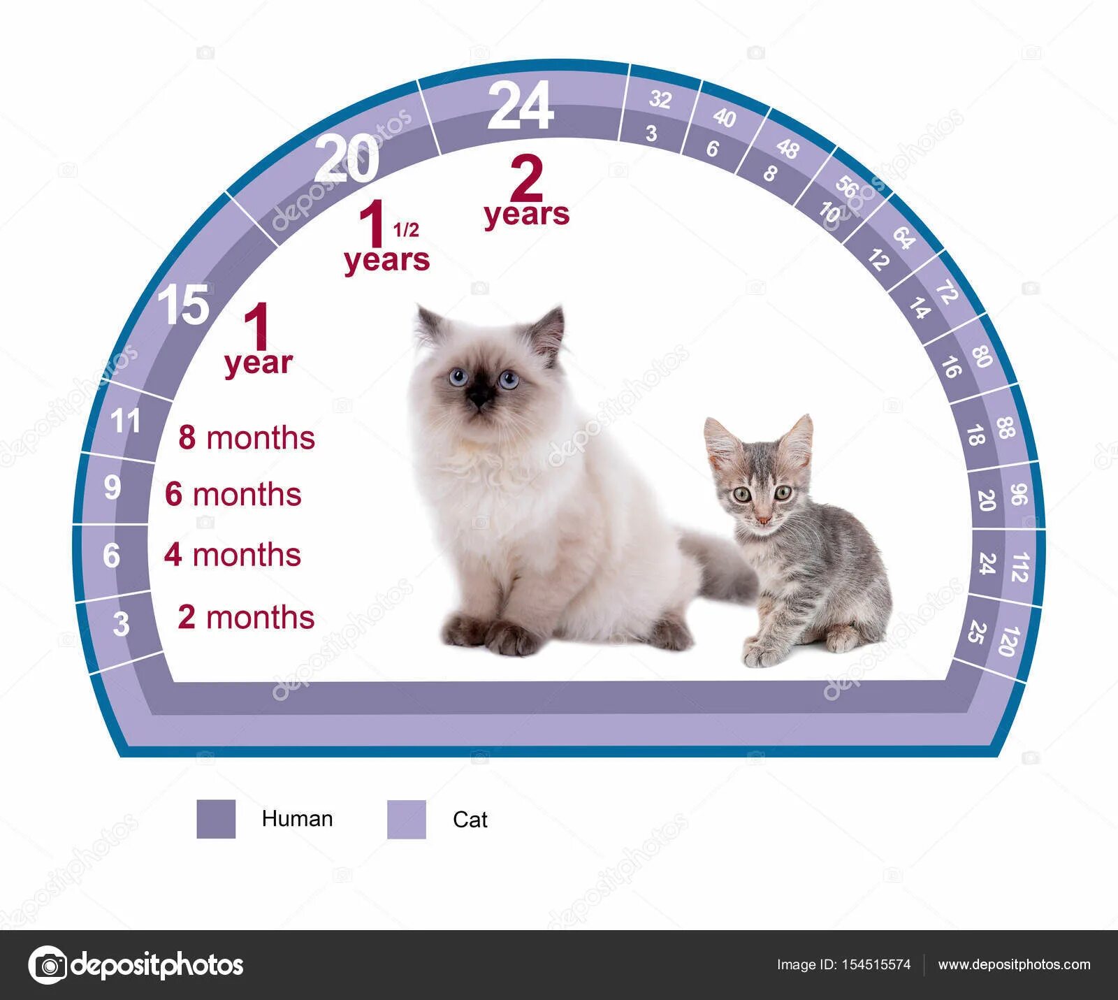 Сколько кошке лет если ей 10. Возраст кота. кошачий возраст. год кошки. сколько лет кошке.