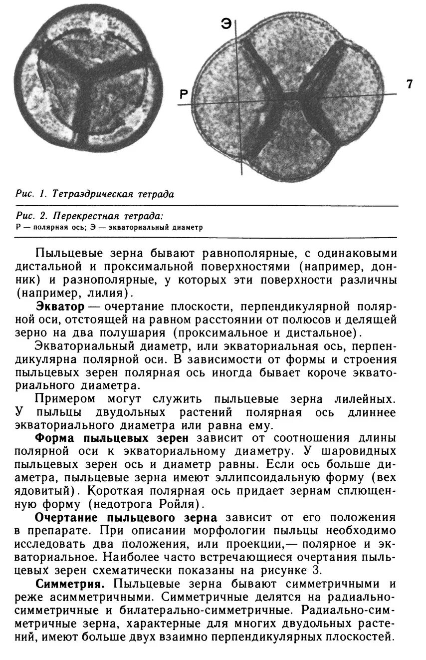 Какое строение имеет пыльца 6