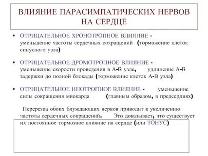 Хронотропное действие