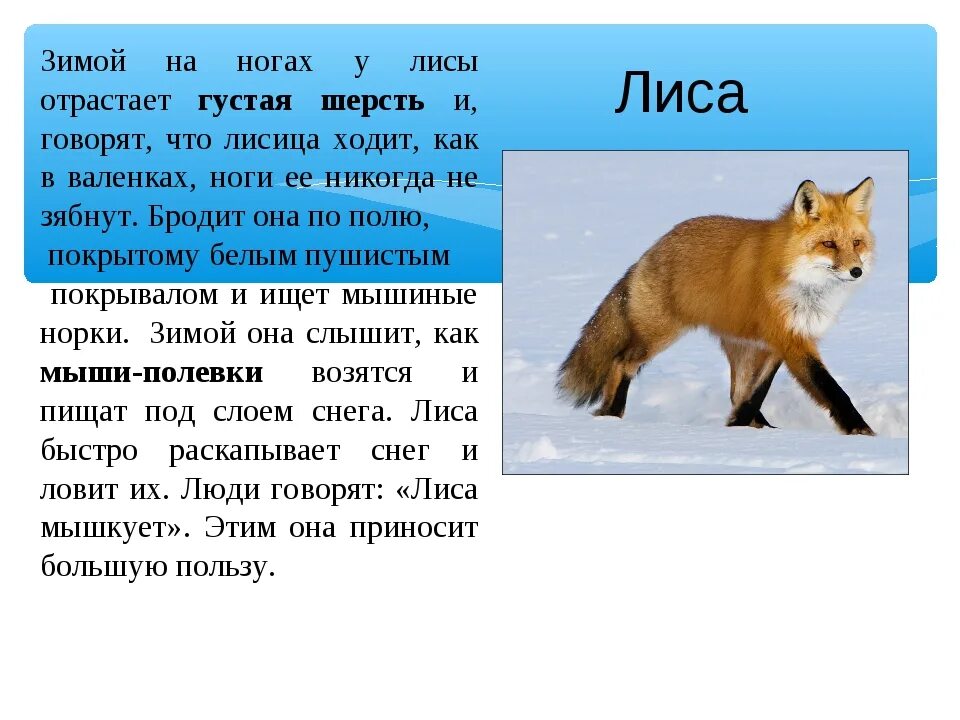 Как можно описать животного