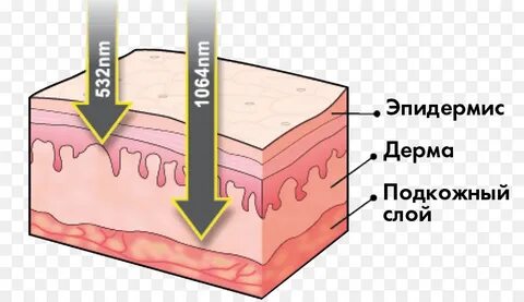 Подкожный слой 5 букв