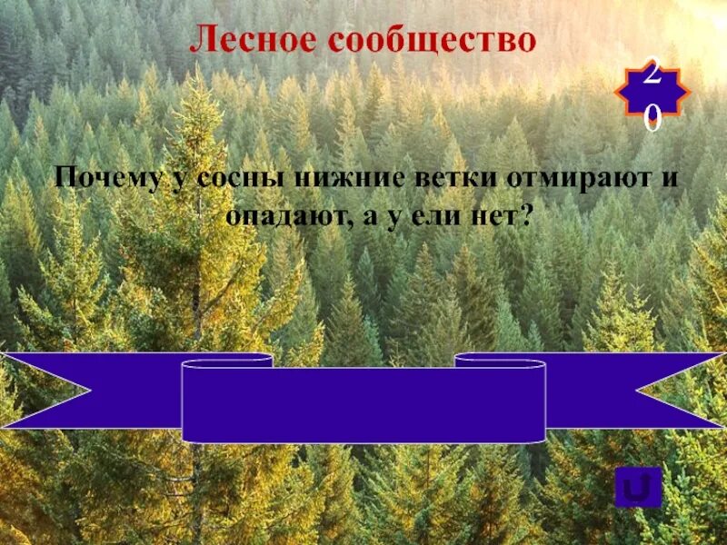 Почему лес в лесу живет. Возле леса жить голодному не быть. Название природного сообщества – лес. Почему лес в лесу живет. Возле леса жить голодному не быть значение.