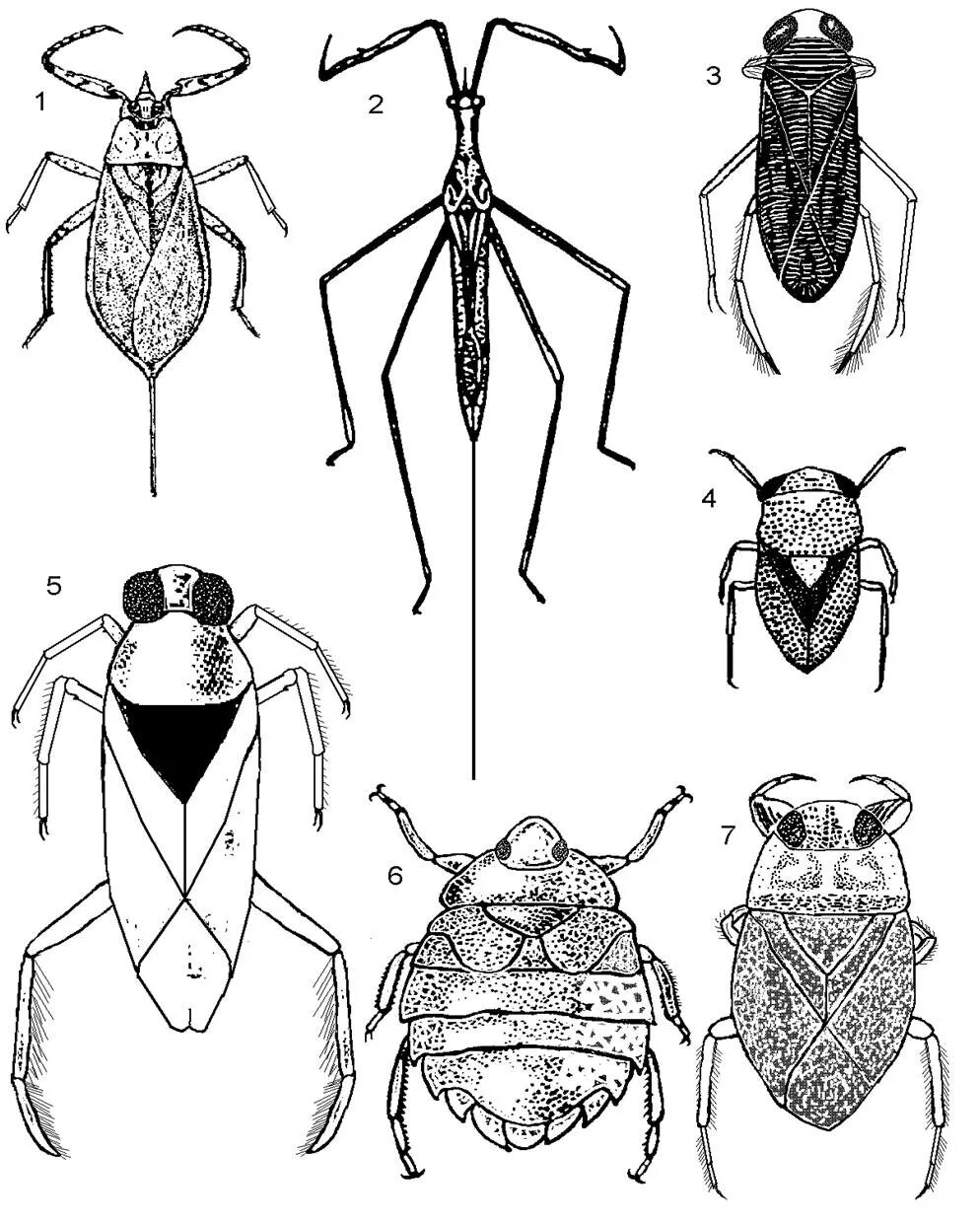 Какое развитие характерно для клопа щитника ягодного. Личинка клопа Гладыша. Водяной клоп ранатра. Водяной клоп Гладыш. Отряд клопы (Heteroptera).