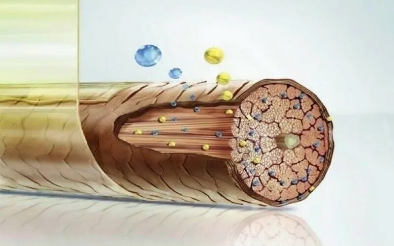 Человеческий волос. Кортекс волоса. Волос изнутри. Волос изнутри. Разрушенная структура волоса изнутри.