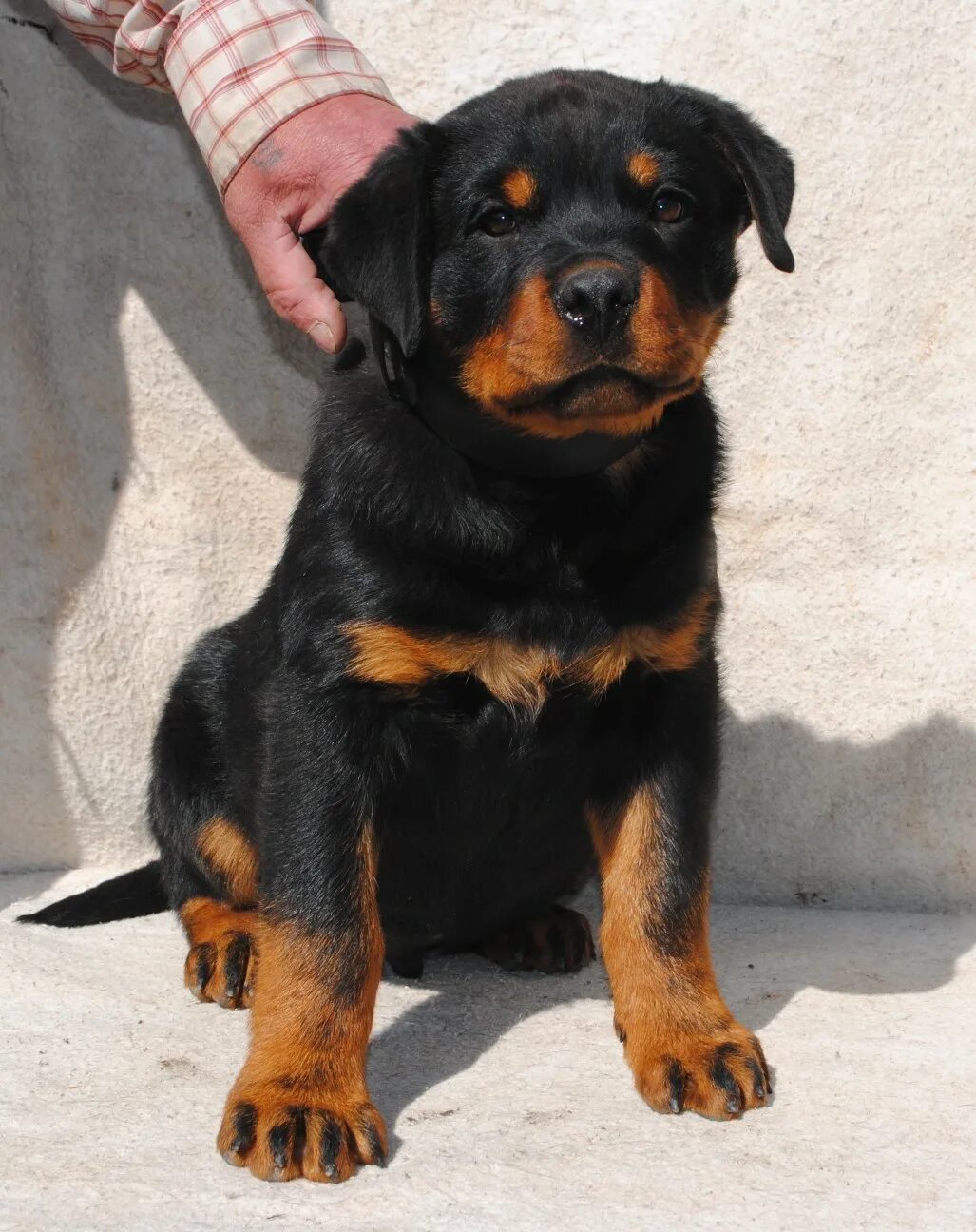 Собака ротвейлер. Сколько ротвейлеров щенков. Щенок ротвейлера 2 месяца. Сколько ротвейлеров щенков. Ротвейлер кутенок.