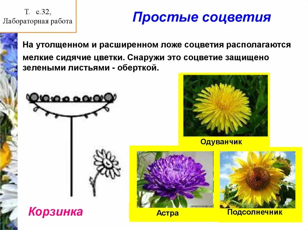 Соцветия первого типа имеет одуванчик. Соцветие корзинка осот. Строение соцветия корзинка. Одуванчик соцветие корзинка.