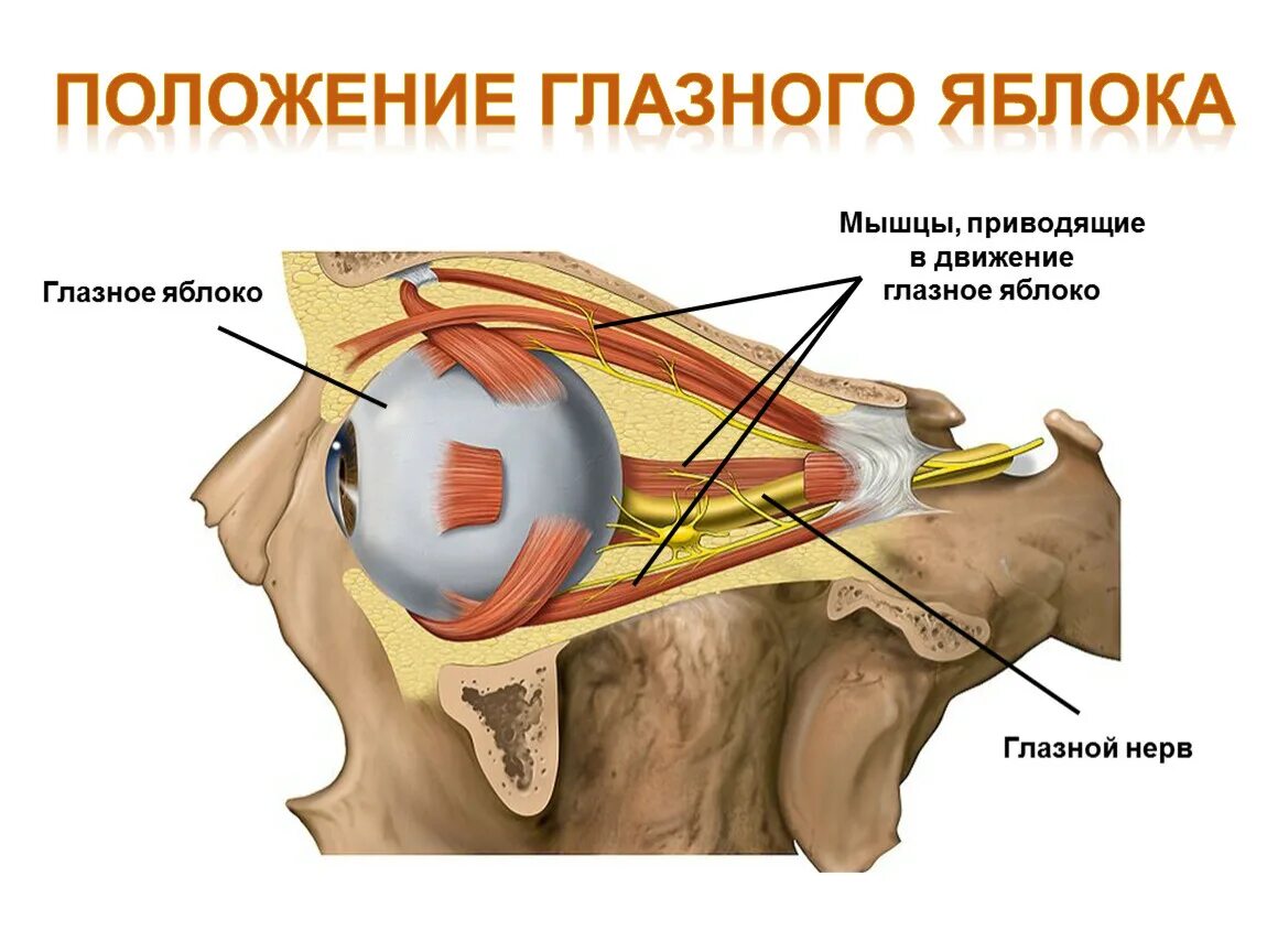 Глазные яблоки расположены в парных углублениях черепа. Глазное яблоко и зрительный нерв. Зрительный нерв глаза анатомия. Строение глаза и глазницы человека. Зрительный нерв анатомия в черепе.