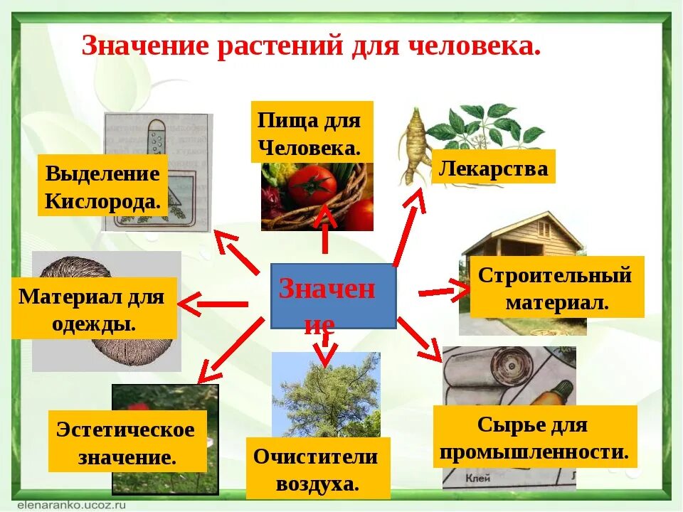 Биология 5 класс значение растений в природе. Значение растений в жизни человека. Значение растений в природе. Важность растений для человека. Значение растений в природе и жизни человека.