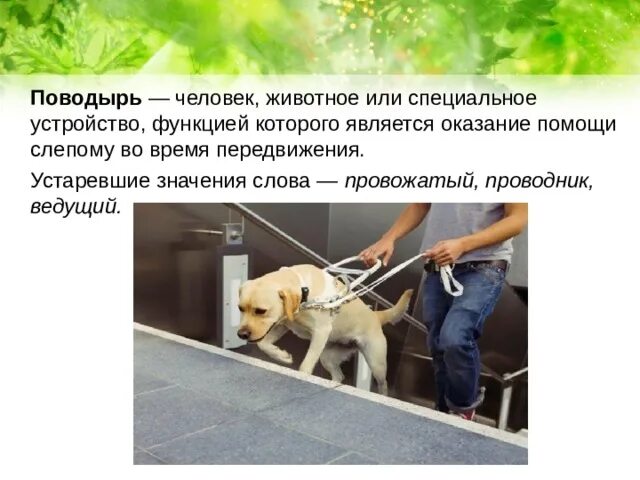Дай поводырь 4. Что такое слово поводырь. устройства для поводырей. толкование слова поводырь. человек как поводырь.