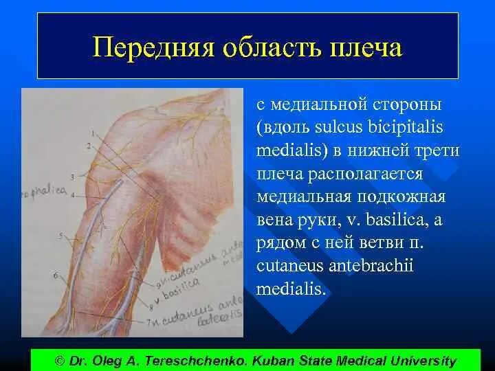 Область плеча границы. Задняя область плеча. Область плеча границы. Топографическая анатомия верхней конечности. Внешние ориентиры верхней конечности.